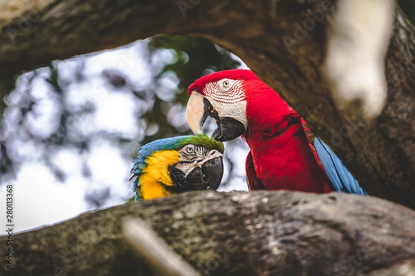 Fototapeta parrot sitting on a branch