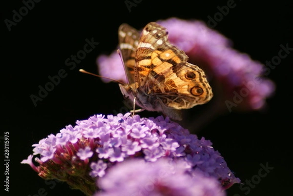 Obraz American Lady Butterfly