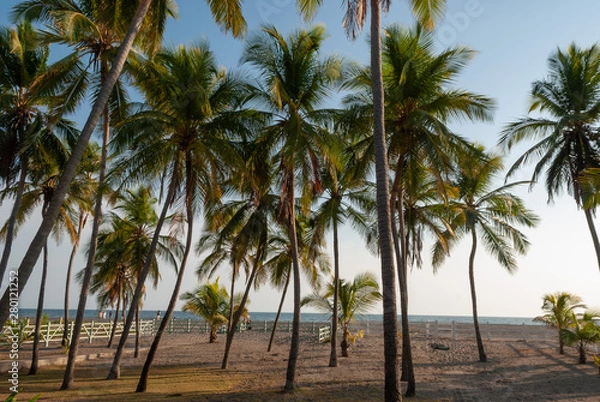 Fototapeta Palmeras en la playa de Poneloya Nicaragua