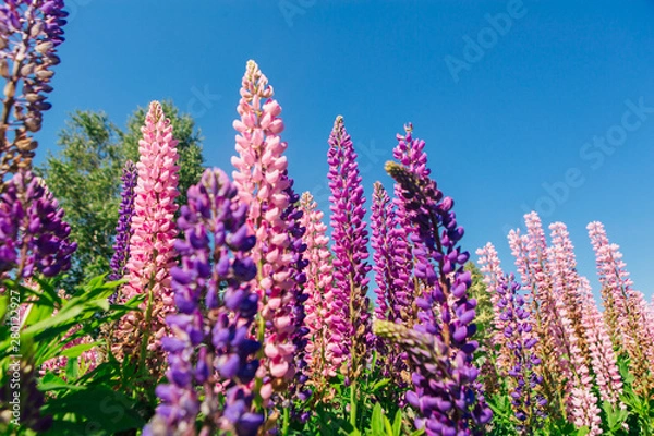 Fototapeta Blooming Lupine flowers - Lupinus polyphyllus - garden or fodder plant