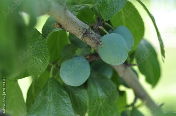 Obraz Green unripe plums on the tree for home use