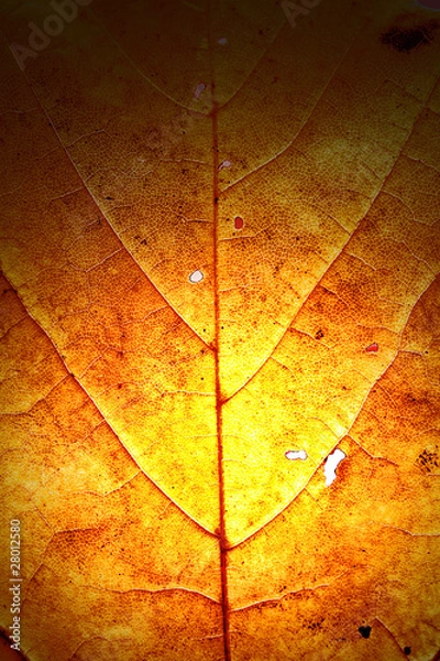 Obraz Herbst Laub Leaf