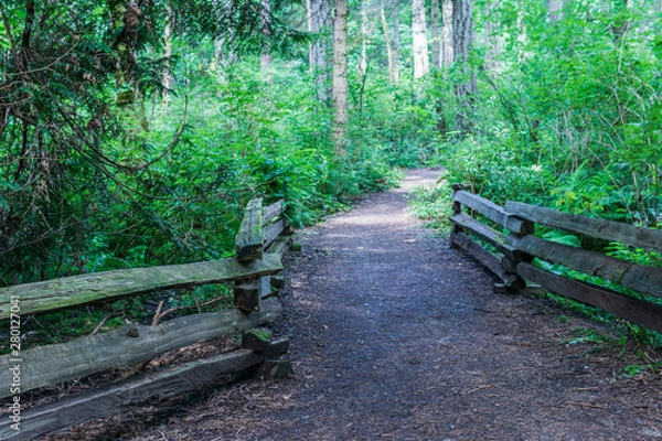 Fototapeta hiking path or trail in forrest surrounded by green bushes and trees on vancouver island.