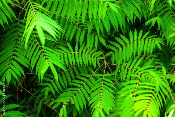 Fototapeta Green branches of a tree with leaves. Summer conception. Floral pattern  background