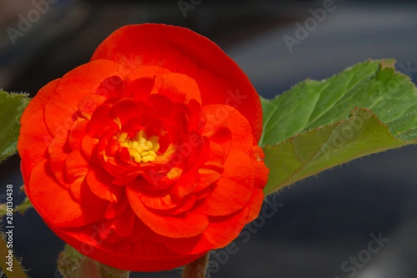 Fototapeta Begonia in the summer garden