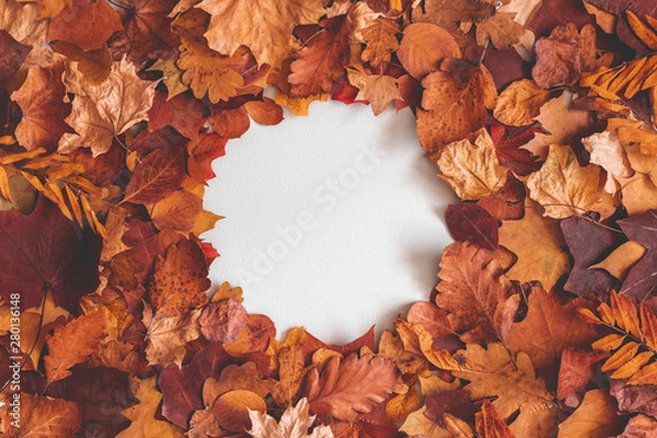 Fototapeta Autumn composition. Frame made of dried leaves on gray background. Autumn, fall, thanksgiving day concept. Flat lay, top view, copy space