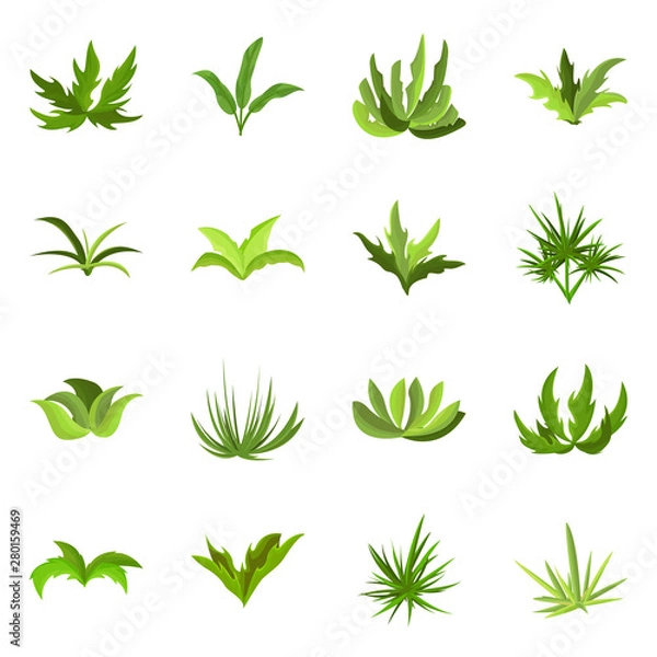 Obraz Isolated object of garden and grass symbol. Collection of garden and shrub stock symbol for web.