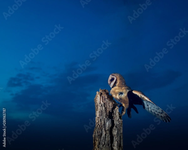 Obraz Barn owl at night