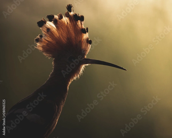 Obraz Bird in backlit