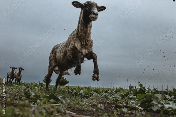 Obraz Running sheep