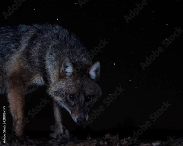 Obraz golden jackal