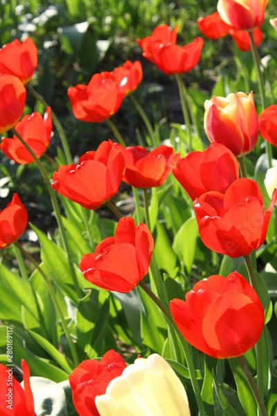 Obraz Beautiful bright tulips