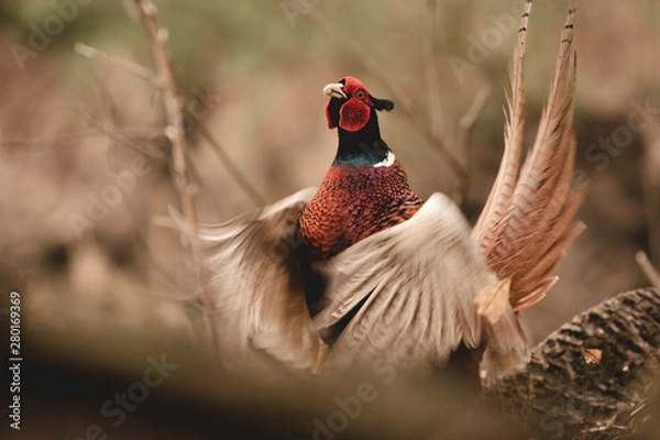 Obraz Pheasant