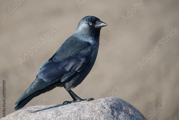 Obraz Western Jackdaw, Coloeus monedula
