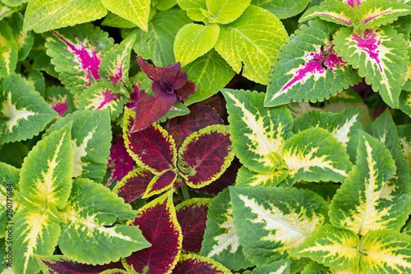 Obraz background of brightly colored leaves on the flower bed