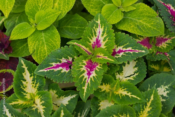 Obraz background of brightly colored leaves on the flower bed
