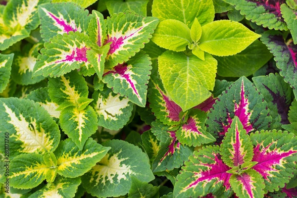 Obraz background of brightly colored leaves on the flower bed