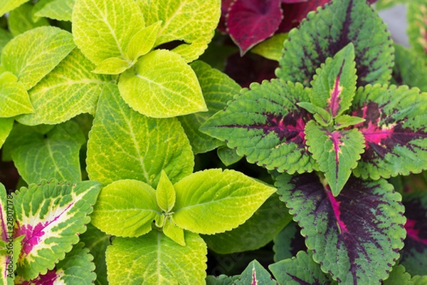 Obraz background of brightly colored leaves on the flower bed