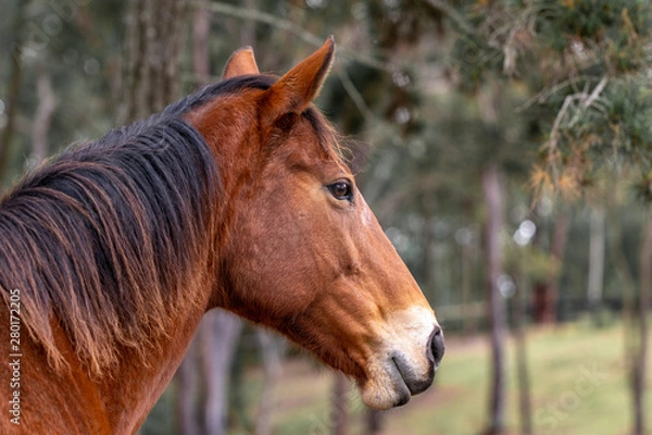 Fototapeta Beautiful close-up shot of a chestnut coloured race horse mare with a dark mane on a horse ranch in New South Wales, Australia. Horse standing on grass within a forest.