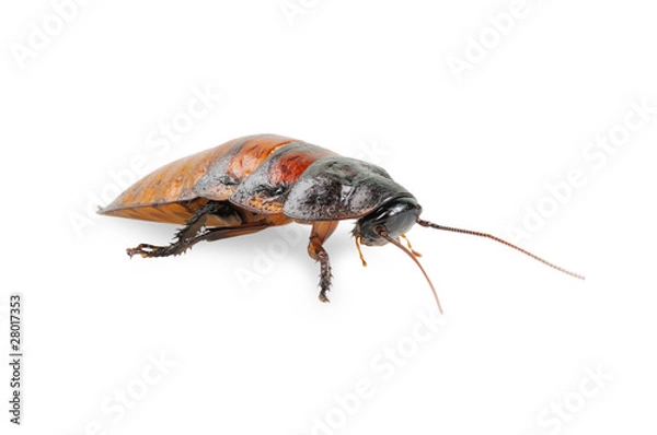 Fototapeta Madagascar cockroach