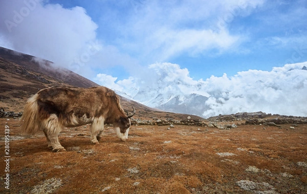 Fototapeta Yak on the way to Everest base camp. Nepal, Himalayas mountains