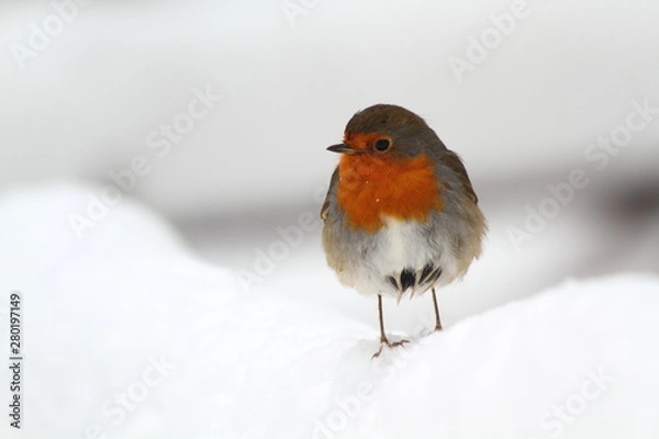 Fototapeta robin in snow
