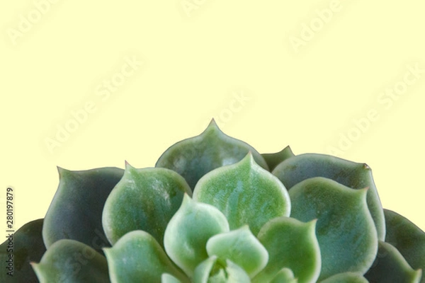 Obraz Floral succulent background on a yellow background with copy space