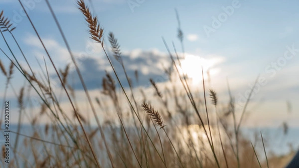 Obraz spikelet against the sky