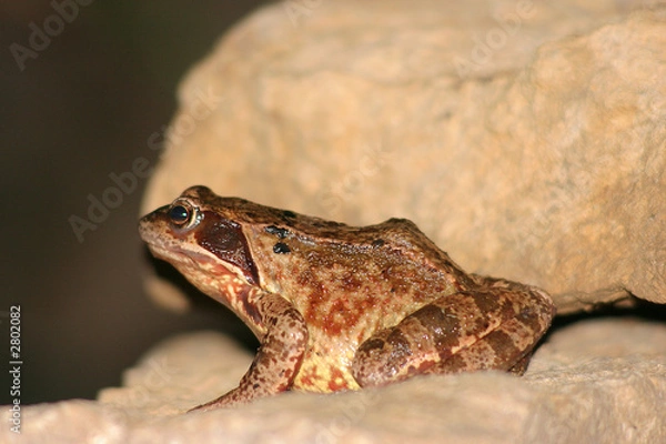 Fototapeta grasfrosch in der nacht