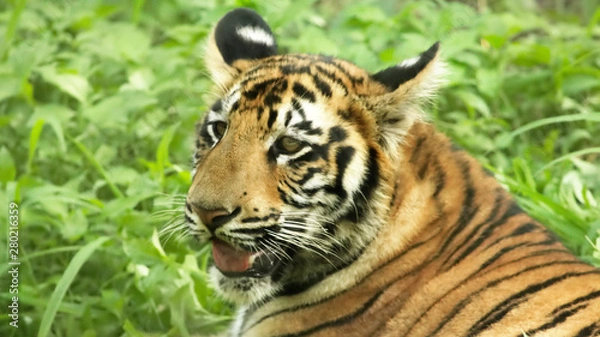Obraz Royal Bangal Tiger in forest