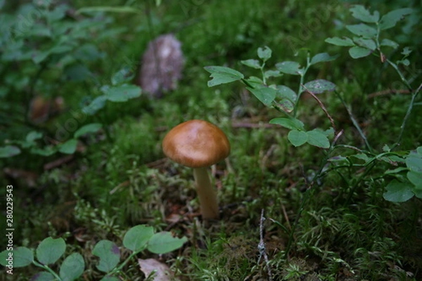 Obraz ヨーロッパ、初夏、夏、森、おもちゃ、海