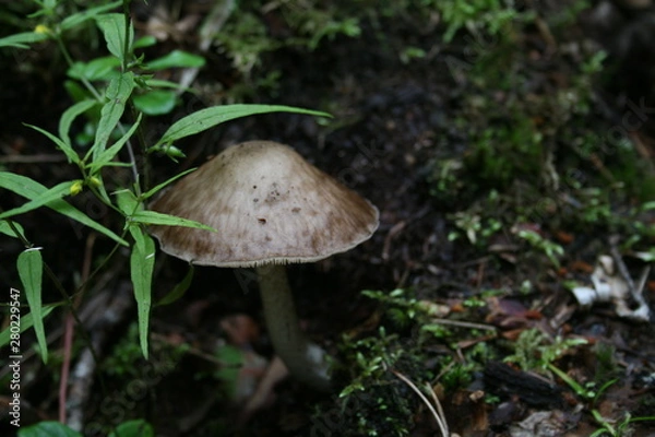 Obraz ヨーロッパ、初夏、夏、森、おもちゃ、海