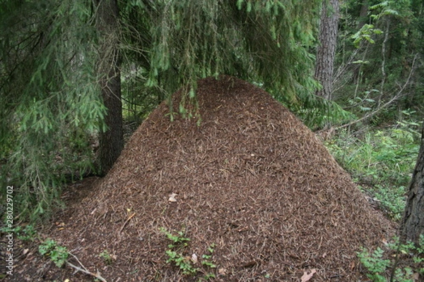 Obraz ヨーロッパ、初夏、夏、森、おもちゃ、海