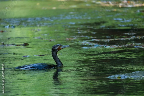 Fototapeta 夏の養老渓谷で野鳥を見る