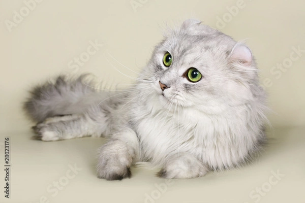 Fototapeta Cat breed American curl.