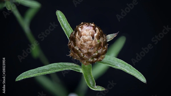 Obraz Nahaufnahme einer Pflanze