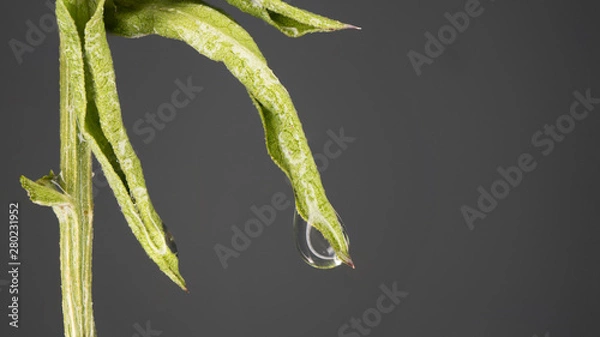 Obraz Wassertropfen auf einem Blatt in Makro