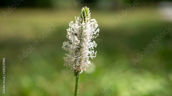 Obraz Weiße Blume auf einer Wiese