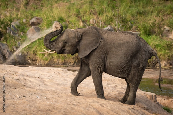 Obraz African bush elephant throws sand over itself