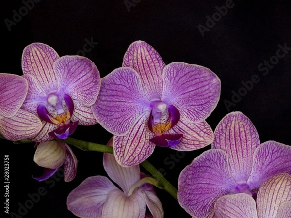 Fototapeta Orquidea