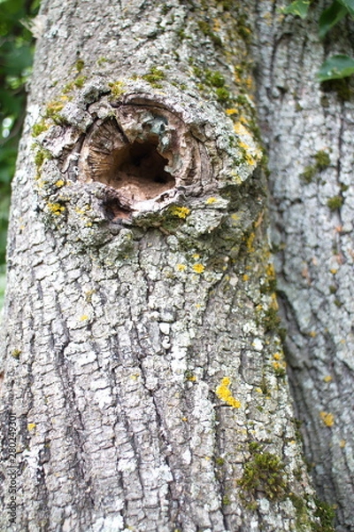 Fototapeta tree trunk with a hollow closeup