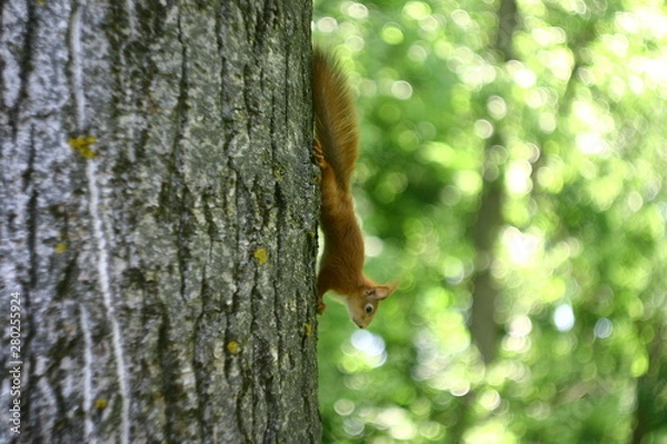Obraz squirrel on tree