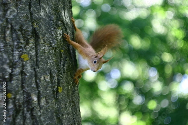Obraz squirrel on tree