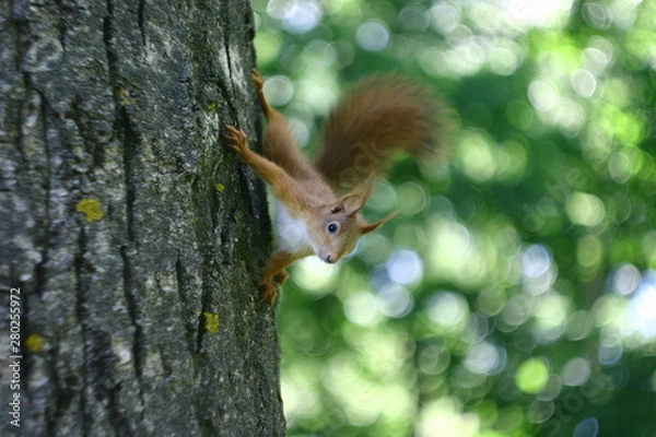 Obraz squirrel on tree