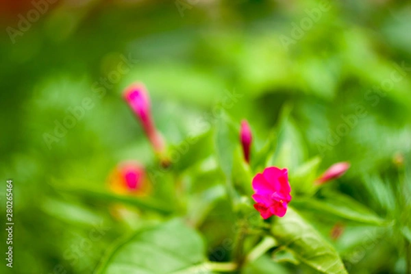 Obraz small pink flowers