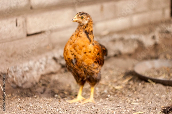Obraz chicken on a farm