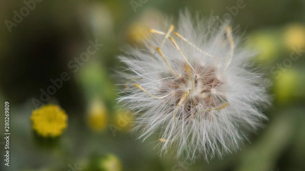 Fototapeta diente de león