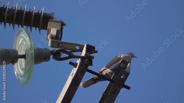 Obraz paloma y cables