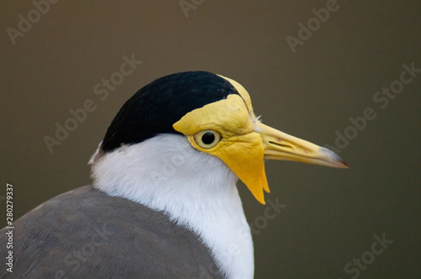 Obraz Gros plan oiseau