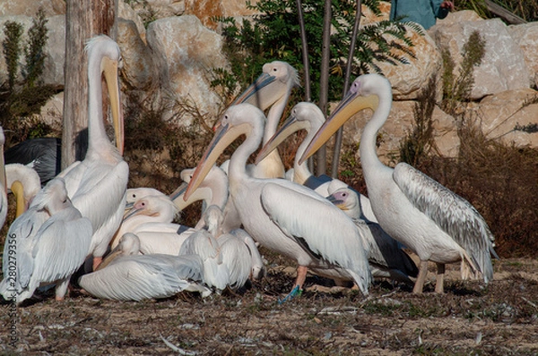 Fototapeta Pelicans